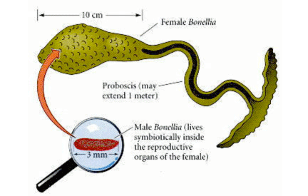 male and femal Bonnel